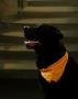 動物見本3.gif